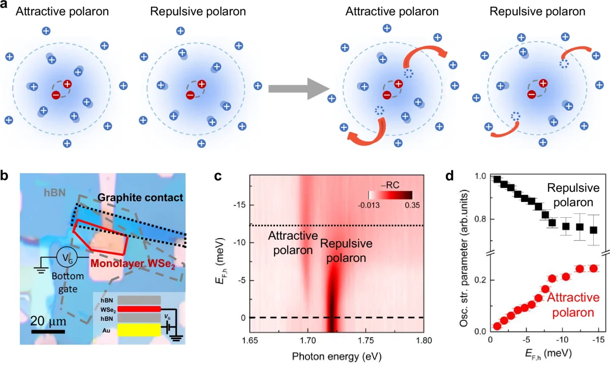 Ultrafast Floquet engineering of Fermi-polaron resonances in charge-tunable monolayer WSe₂ devices
